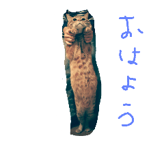 [LINEスタンプ] 猫萌え