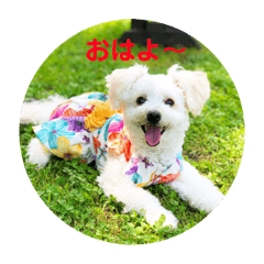 [LINEスタンプ] ビションプーのおもち