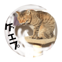 [LINEスタンプ] 使いやすいウチの猫