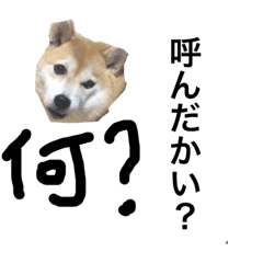 [LINEスタンプ] 柴犬ちゃんの可愛いスタンプです