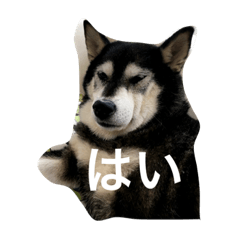 [LINEスタンプ] 黒柴はぐみ