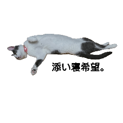 [LINEスタンプ] うちの猫スタンプ うめともも