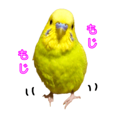 [LINEスタンプ] 文鳥さんとインコさんたち