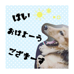 [LINEスタンプ] よしどっく