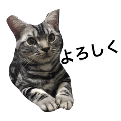 [LINEスタンプ] アメショ4