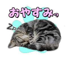 [LINEスタンプ] むぎ ほっぷ うずら3兄弟にゃーの画像（メイン）