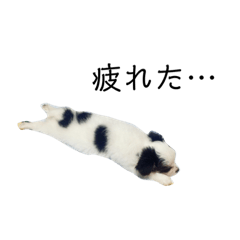 [LINEスタンプ] こが家のわんこ