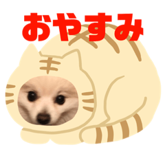 [LINEスタンプ] ポメちゃん4