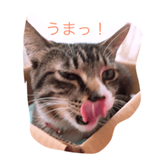 [LINEスタンプ] 日頃のにゃんこ