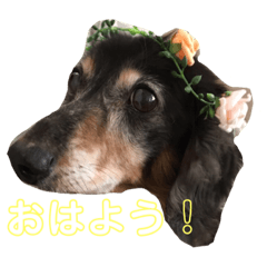 [LINEスタンプ] こじろうちゃん