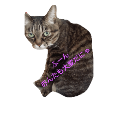 [LINEスタンプ] 猫たくさん