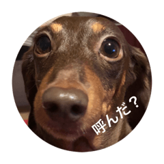 [LINEスタンプ] 愛犬ナッツの日常3