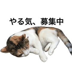 [LINEスタンプ] 三毛猫ジャムの写真4