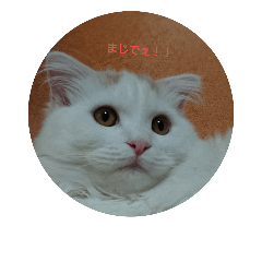 [LINEスタンプ] キランの毎日