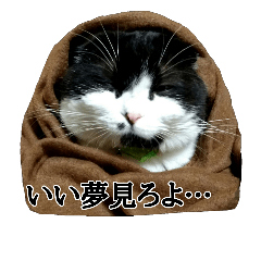 [LINEスタンプ] ねこのたかお