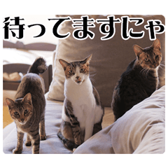 [LINEスタンプ] ねこ写真スタンプ DINO＆MITO PICTURES 2