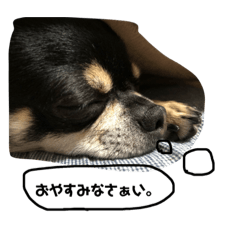 [LINEスタンプ] チワワのナイト