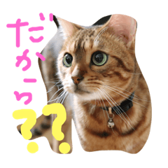 [LINEスタンプ] にゃんことわんこだ