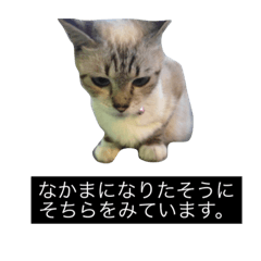 [LINEスタンプ] 猫の写真スタンプちょっと犬