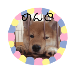 [LINEスタンプ] 柴犬すたんぷ