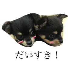 [LINEスタンプ] チワワのこはたん