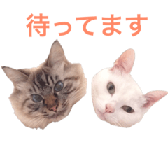 [LINEスタンプ] わが家のうりコチパン