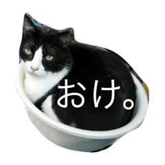 [LINEスタンプ] 日常で使える猫スタんぷ