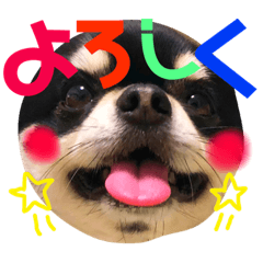 [LINEスタンプ] チワワのツトム第三弾！！