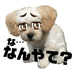 [LINEスタンプ] ペキプーむぎちゃんのスタンプ