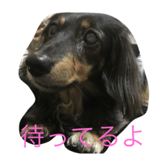 [LINEスタンプ] 仲良しわんこたち