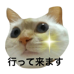 [LINEスタンプ] 笹かま猫のランカちゃんその②挨拶編