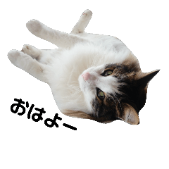 [LINEスタンプ] 3匹のねこたち