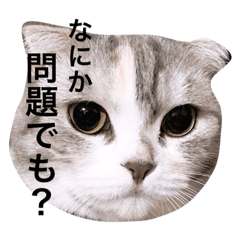 [LINEスタンプ] うちのねこさん。