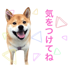 [LINEスタンプ] 柴犬キャメルpart5の画像（メイン）