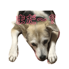 [LINEスタンプ] 大好き、愛犬