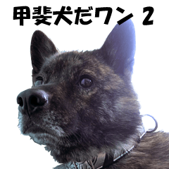 [LINEスタンプ] 甲斐犬 玄米 （写真編 2）