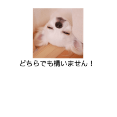 [LINEスタンプ] チワワ日常敬語