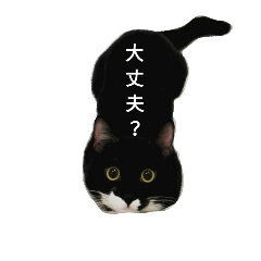 [LINEスタンプ] 日常会話(白黒ネコと茶トラ)よく使う言葉