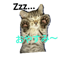 [LINEスタンプ] むちゃ可愛い猫たち