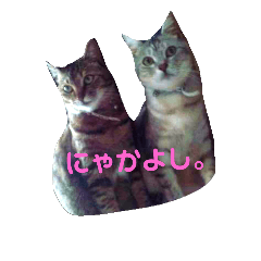 [LINEスタンプ] 木原家のにゃんこ。