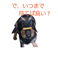 [LINEスタンプ] 我が家のチョコが物申す