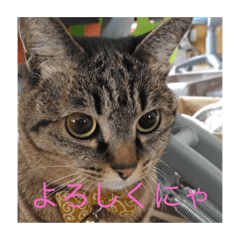 [LINEスタンプ] ひな きなこ くう