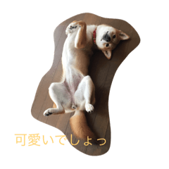 [LINEスタンプ] 柴犬 ももちゃん