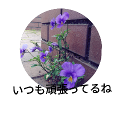 [LINEスタンプ] 春の花の写真と日常に使いやすいフレーズ