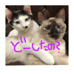 [LINEスタンプ] ねこねこ(＾ω＾)