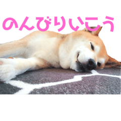 [LINEスタンプ] 柴犬うめちゃん