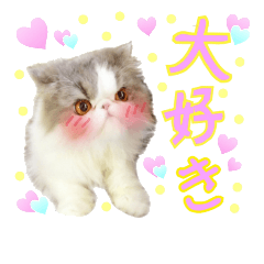 [LINEスタンプ] エキゾ姉妹猫すみほの