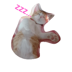 [LINEスタンプ] 子猫の蛍