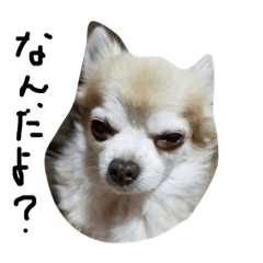 [LINEスタンプ] なまいきチワワのグーちゃん