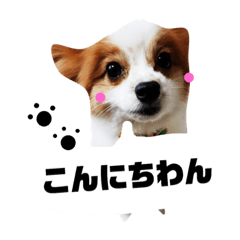 [LINEスタンプ] かわいいわんわん